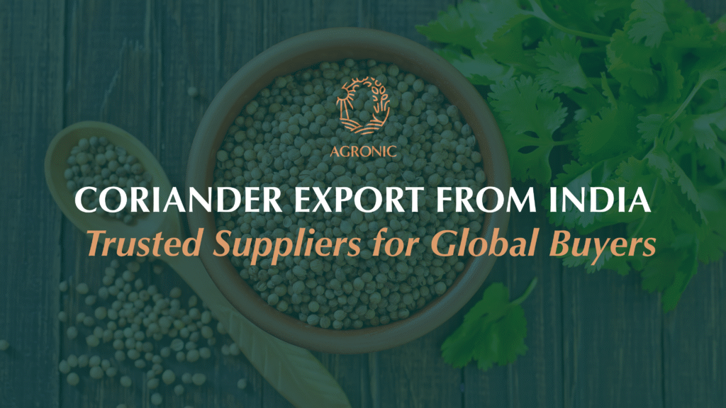 Organic Coriander Export from India by Agronic Food – Trusted Global Supplier of Coriander Seeds and Powder
