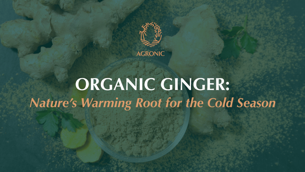 Bowl of organic ginger powder surrounded by fresh ginger roots on textured stone background with Agronic logo and text "Organic Ginger: Nature's Warming Root for the Cold Season"